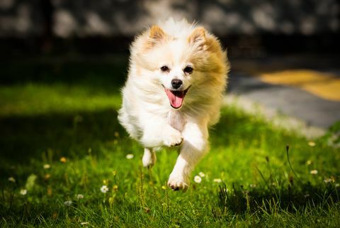 biely pomeranian pes beží na ihrisku