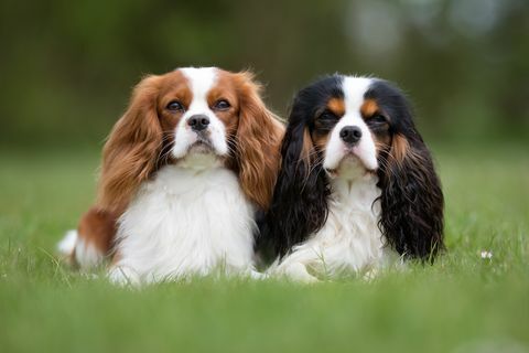 Dvaja psi Cavalier King Charles Spaniel vonku v prírode