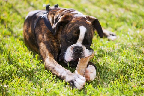 boxer pes leží v tráve a žuva si kosť