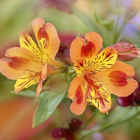 detailný obrázok krásnych žiarivých oranžových kvetov alstroemérie, bežne nazývanej peruánska ľalia alebo ľalia Inkov