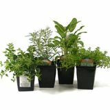 Štyri živé bylinné rastliny