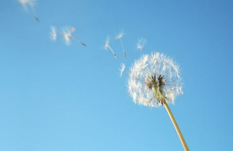 Dandelionov peľ vo vetre proti modrej oblohe