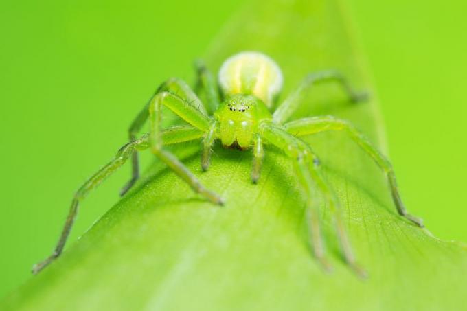 uk spiders – zelený lovec pavúk