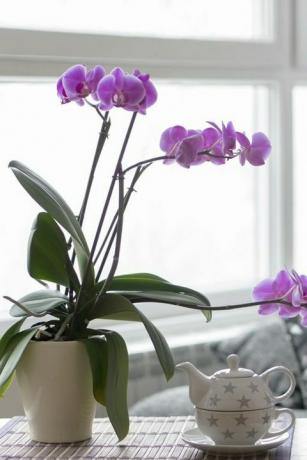 zblízka prázdnej obývačky s fialovou orchideou