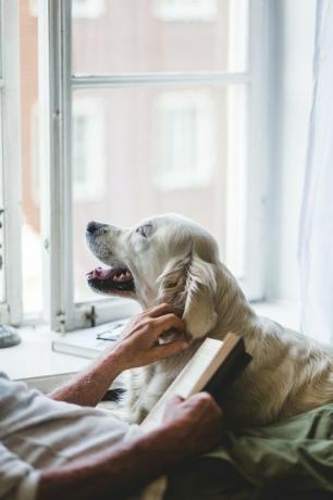 brucho staršieho muža hladkal psa, zatiaľ čo doma držal knihu na posteli