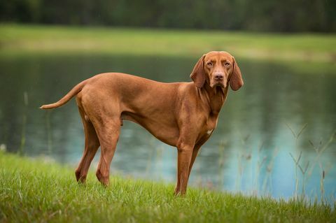 Na svahu jazera stojí Svalová vizsla