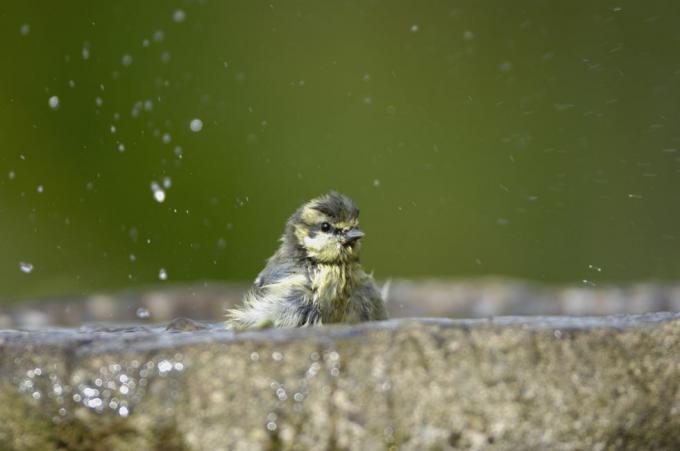 sýkorka modrá parus caeruleus, kúpanie v záhrade vtáčí kúpeľ co durham júl