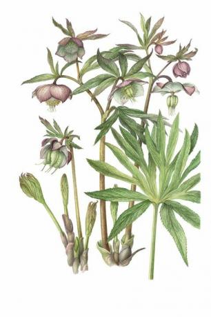 23 Helleborus purpurascens - Barlow - Sedmohradsko Florelegium