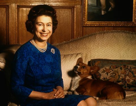 Pes Meghan Markle jazdí s kráľovnou Alžbetou na Windsore