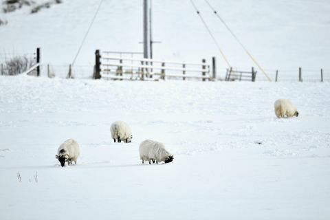 ovce sneh škótsko