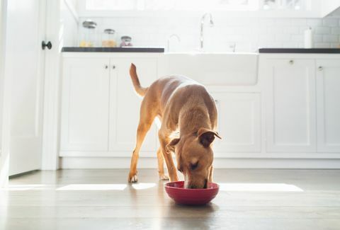 čelný pohľad na hnedo sfarbeného psa v kuchyni jediaci z červenej misy