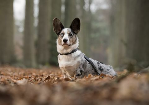 welsh corgi