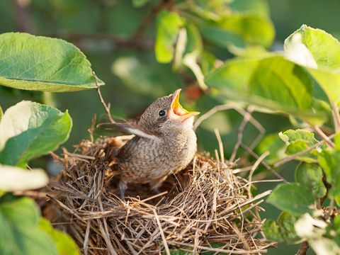 Baby vták v hniezde