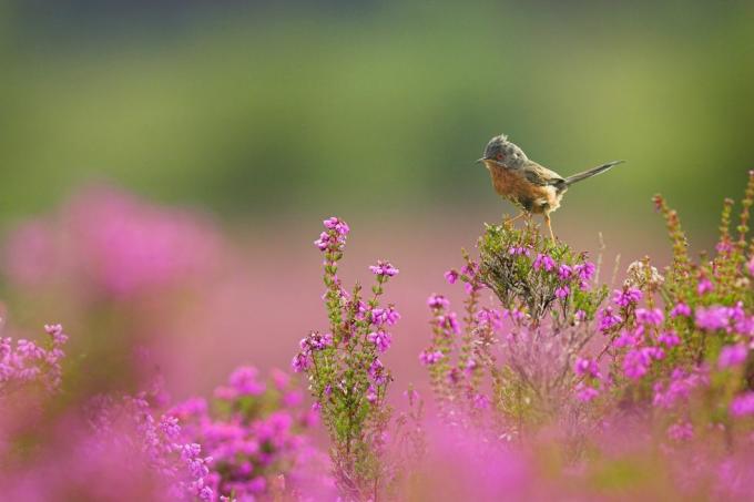 jarné hodinky rspb arne dorset