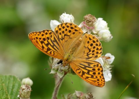 strieborne umyté fritillary argynnis paphia