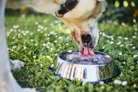 zblízka psa pitnej vody z misky