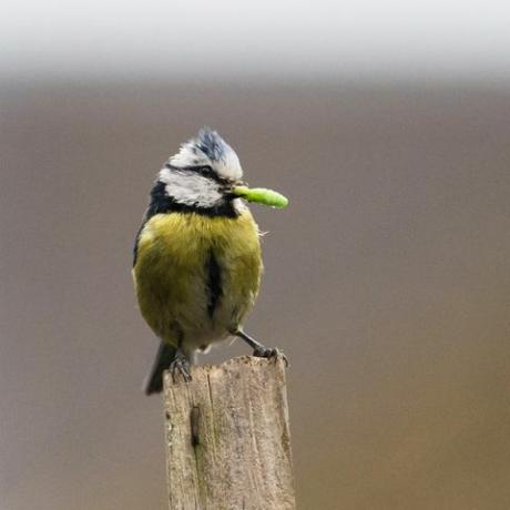 Londýn, Spojené kráľovstvo máj 10, 2020 eurázijská sýkorka modrá cyanistes caeruleus drží v zobáku húsenicu, ktorá funguje 24 hodín denne doručovanie hmyzu svojim vyliahnutým mláďatám v hniezdnej búdke v obytnej záhrade v juhozápadnom Londýne 10. mája 2020 v Londýne, Anglicko fotografia od wiktora szymanowicz barcroft studios budúce publikovanie fotografický kredit by si mal prečítať wiktor szymanowiczbarcroft media via getty snímky