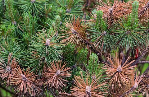 Borovicové zelené a spálené hnedé ihličky v suchom prostredí môžu spôsobiť nebezpečenstvo ekolgickej katastrofy rastlín