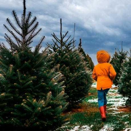 dieťa prechádzajúce cez rad vianočných stromčekov na farme