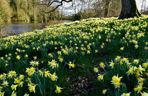 Divoké narcisy pri Turnerovom jazere Paddock Stourhead, Wiltshire © National Trust Images Tamsin Holmes