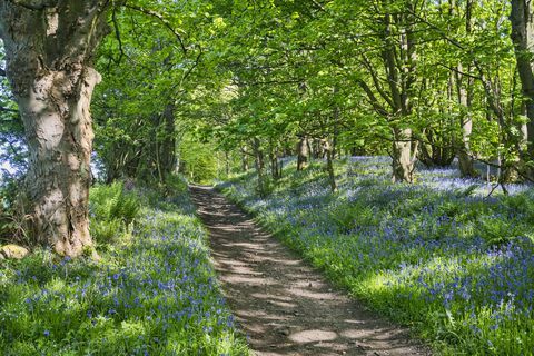 Bluebell cesta, Bridle Way, právo na cestu, staroveký, Muiravonside, Falkirk, stredné Škótsko