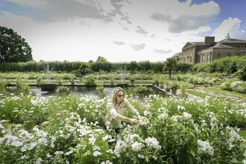 Záhradník inklinuje k kvetinám v Bielej záhrade v Kensingtonskom paláci