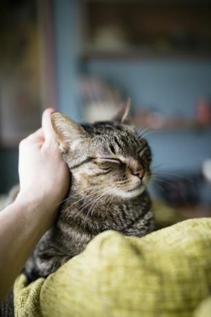 mužská ruka hladí mourovatú mačku ležiacu na operadle pohovky
