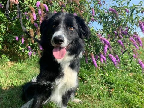 Psy Trust Border Collie