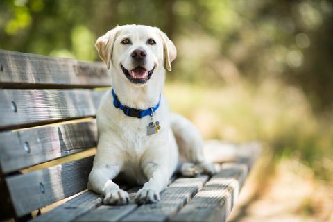 Labradorský retríver sa usmieva na lavičke vonku