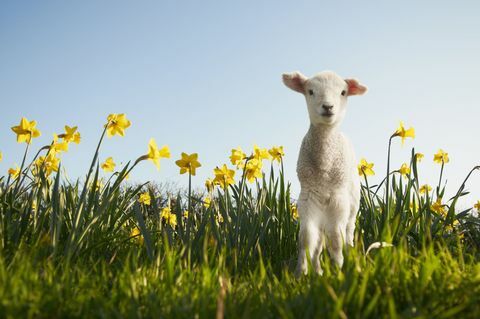 Jahňatá na jar s narcismi a modrou oblohou