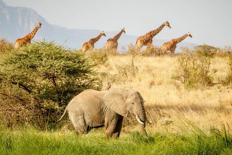 Nairobi, Keňa