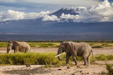 Mount Kilimanjaro so slonmi - Afrika - hora