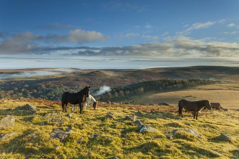 Dartmoorské poníky