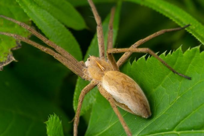 dospelý samec pobehujúci krab pavúk z čeľade philodromidae