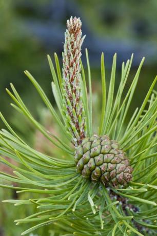 Borovica Lodgepole (Pinus contorta) s nezrelým samičím semenom