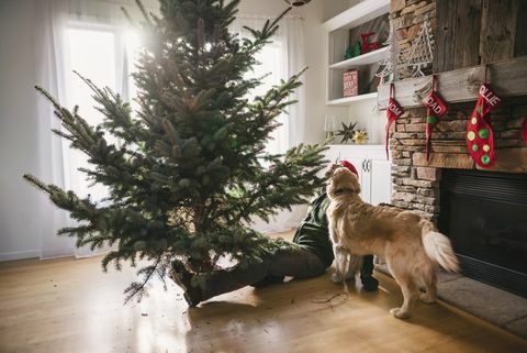 Vianočný strom pes