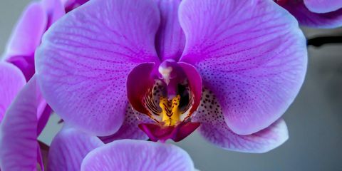 Prečo táto úplne nová odroda orchideí prinútila každého urobiť dvojitý pokus