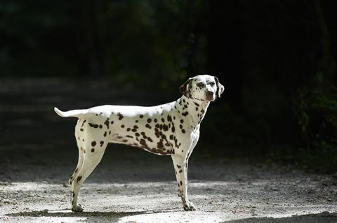 zdravo vyzerajúci dalmatínsky pes vonku stojaci na slnku