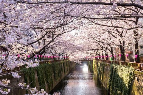 čerešňový kvet dovolenka do japonska
