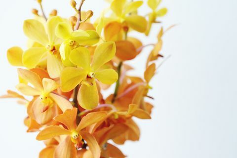 Zblízka banda žltých a oranžových orchideí