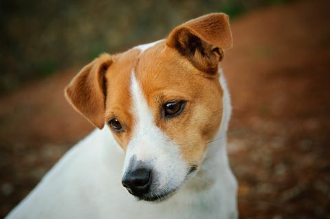 jack russell teriér