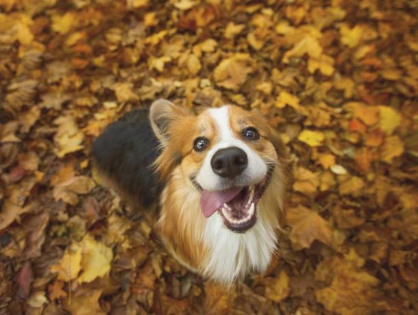 veľmi šťastný, dlhosrstý, našuchorený waleský corgi pes pembroke sediaci v žiarivom jesennom lístí s jazykom visiacim na strane úst v hlúpom úsmeve