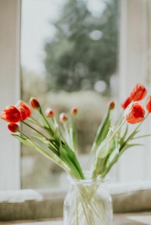 červené tulipány vo váze proti oknu